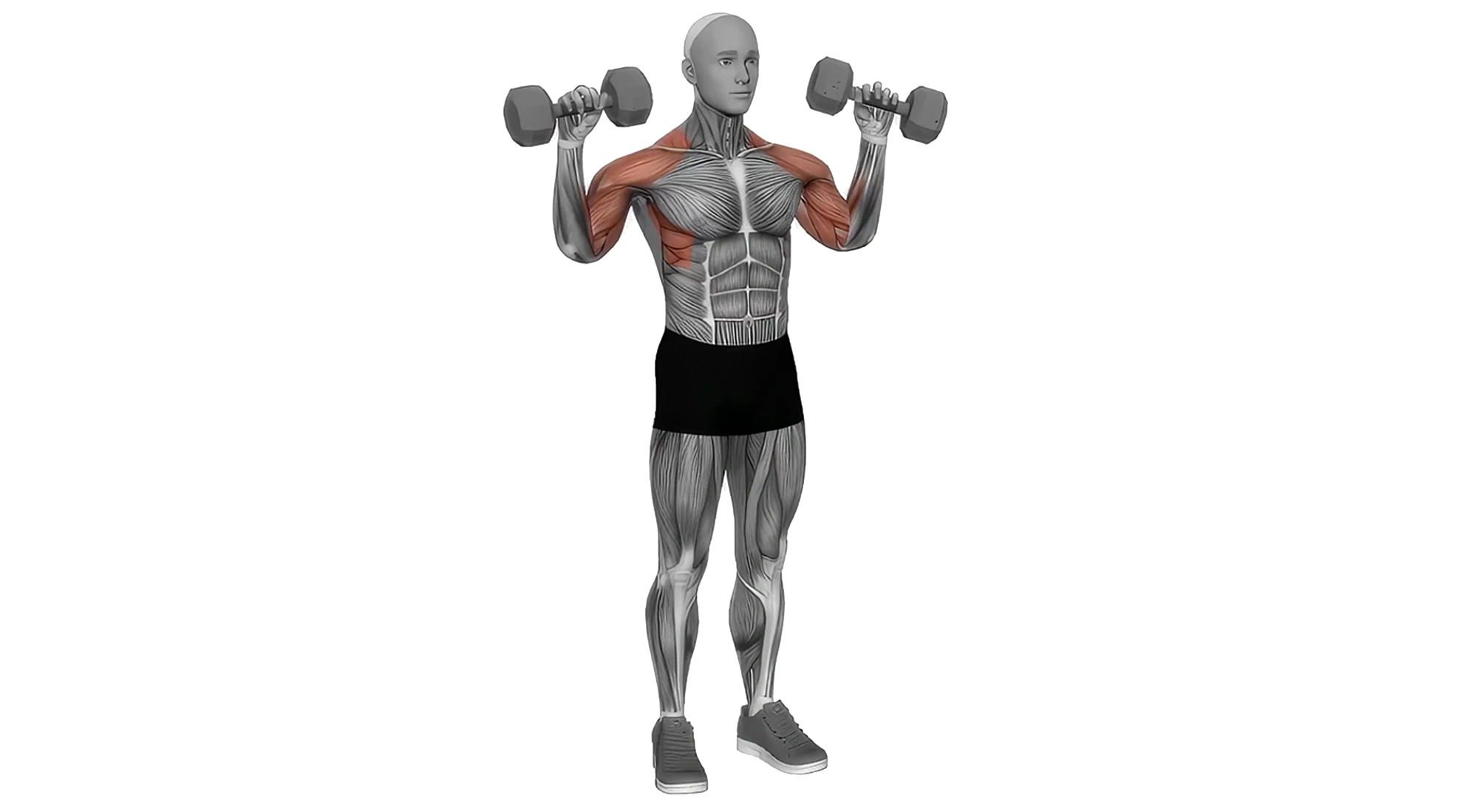 01_Shoulders