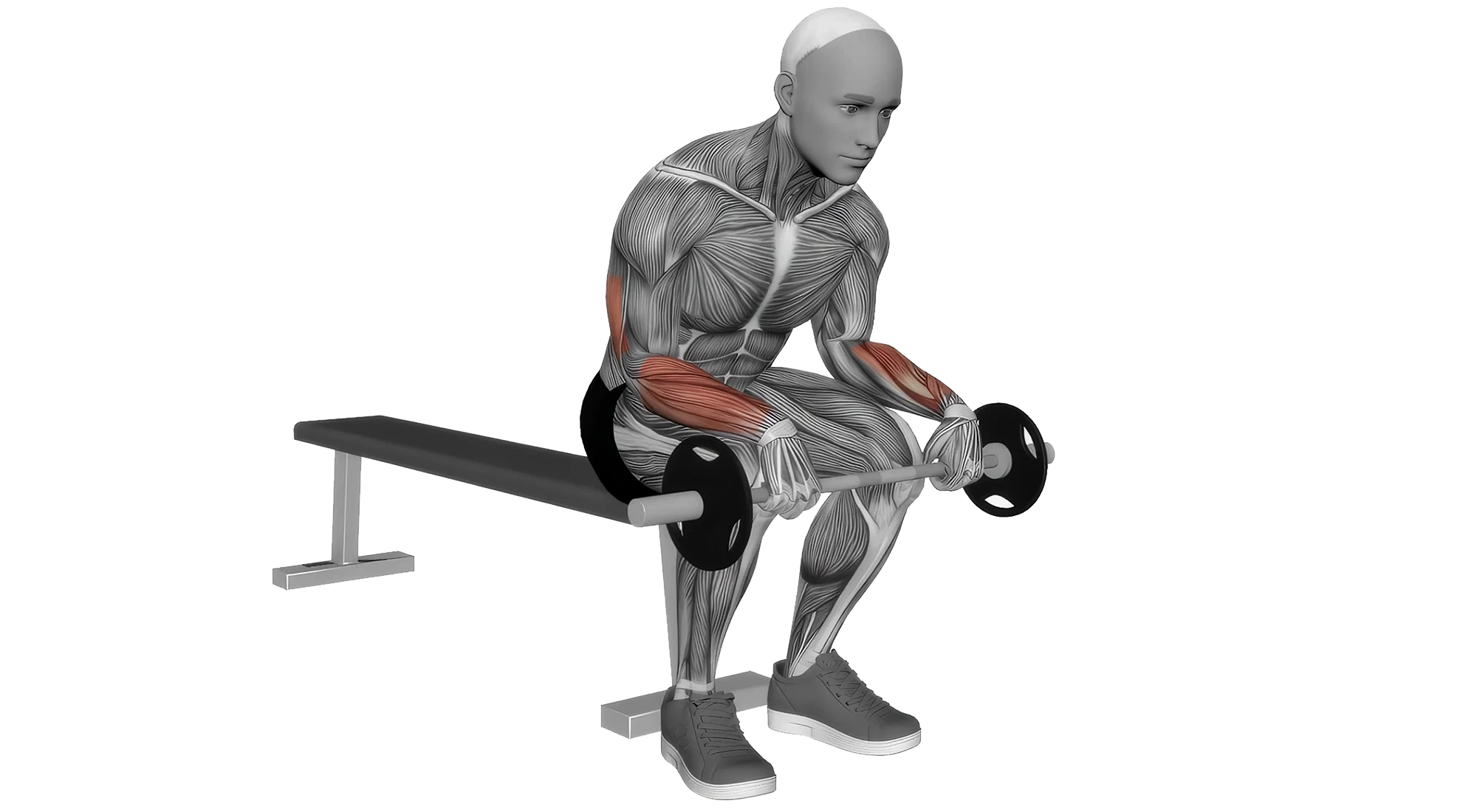 04_Forearm