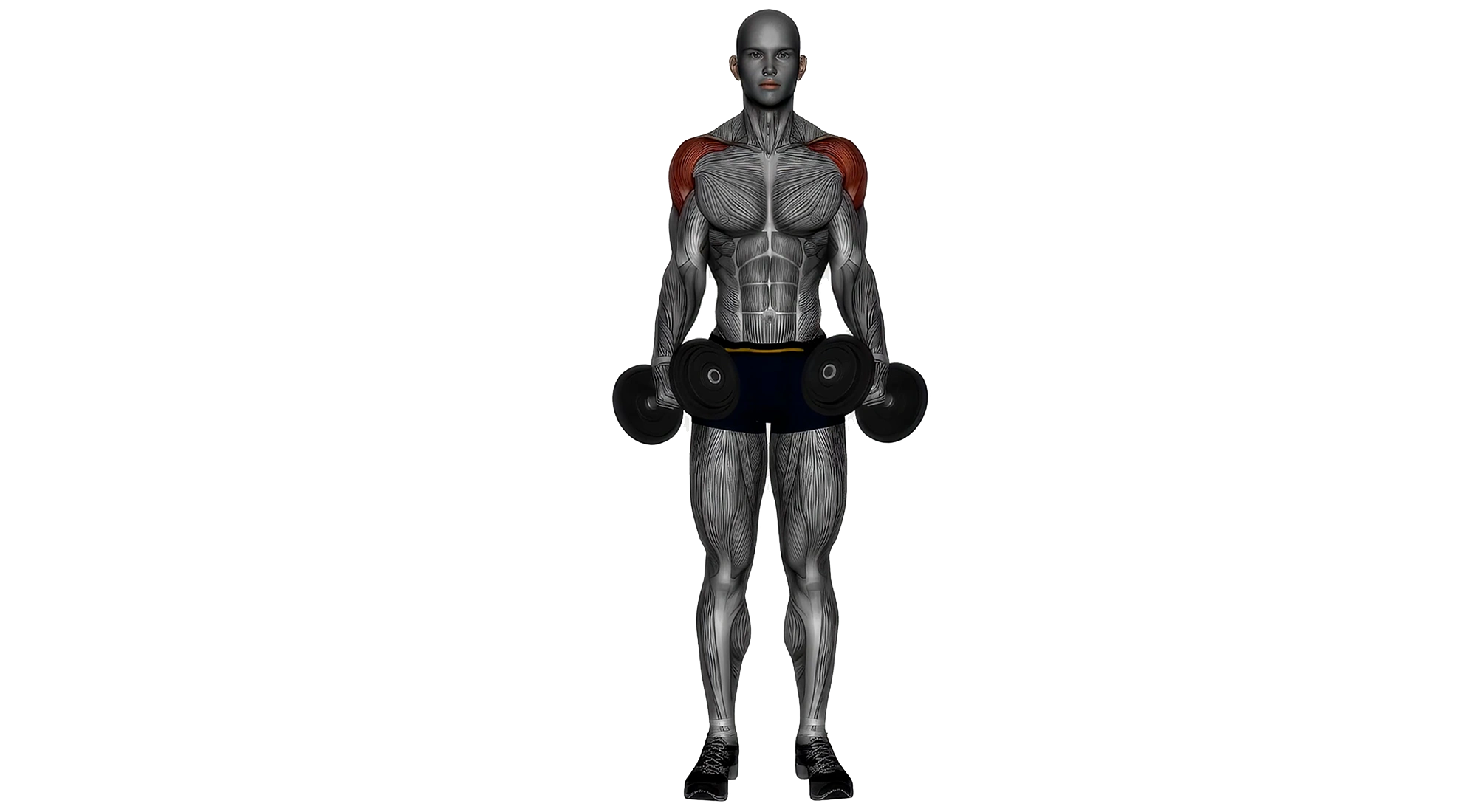 05_Shoulders