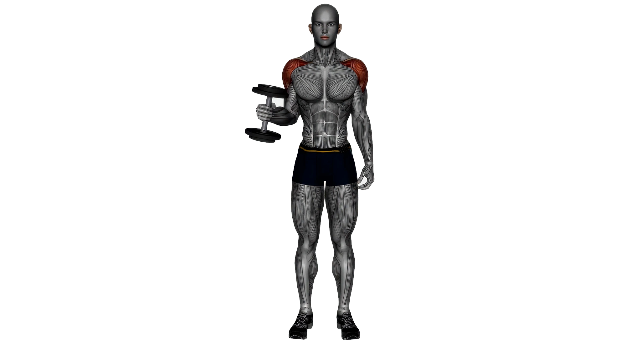 11_Shoulders