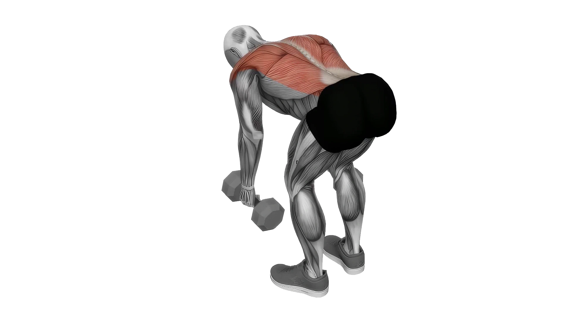 Bent Over Dumbbell Ros