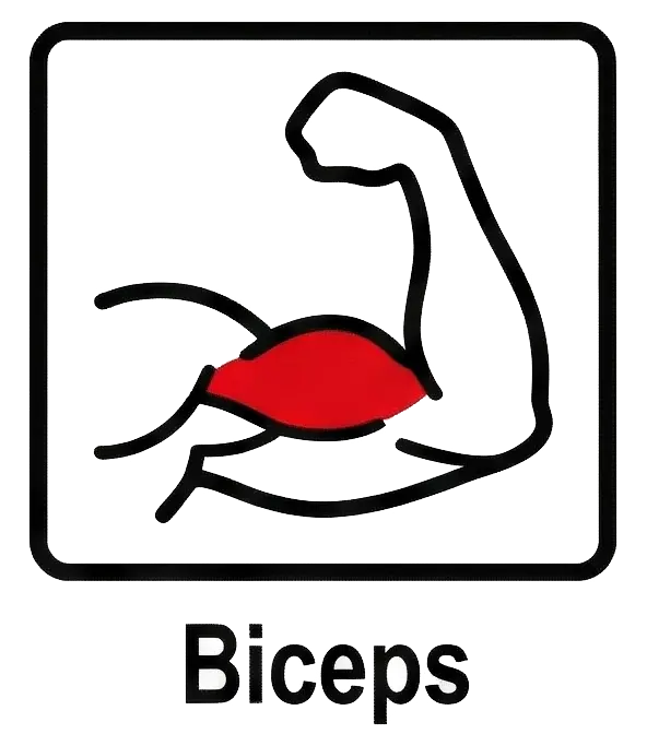 Biceps