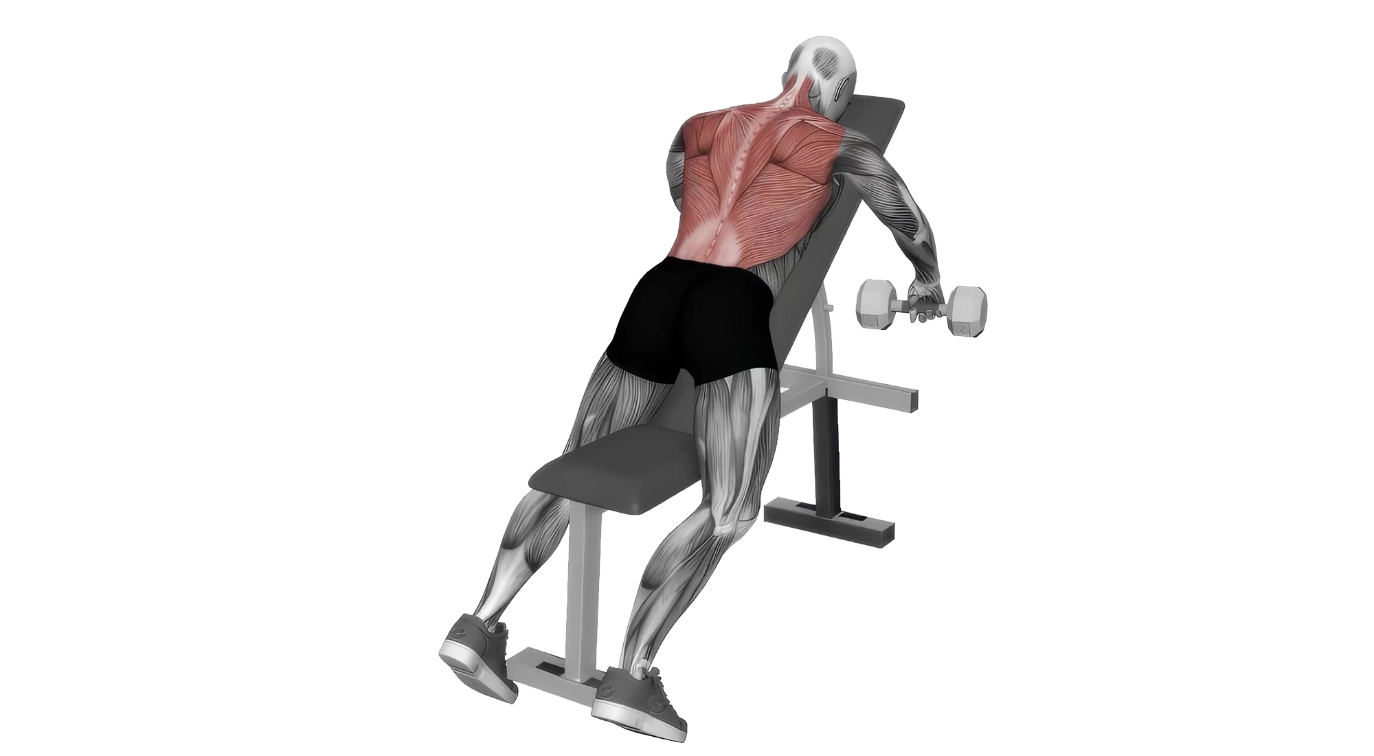 Incline-Dumbbell-Row