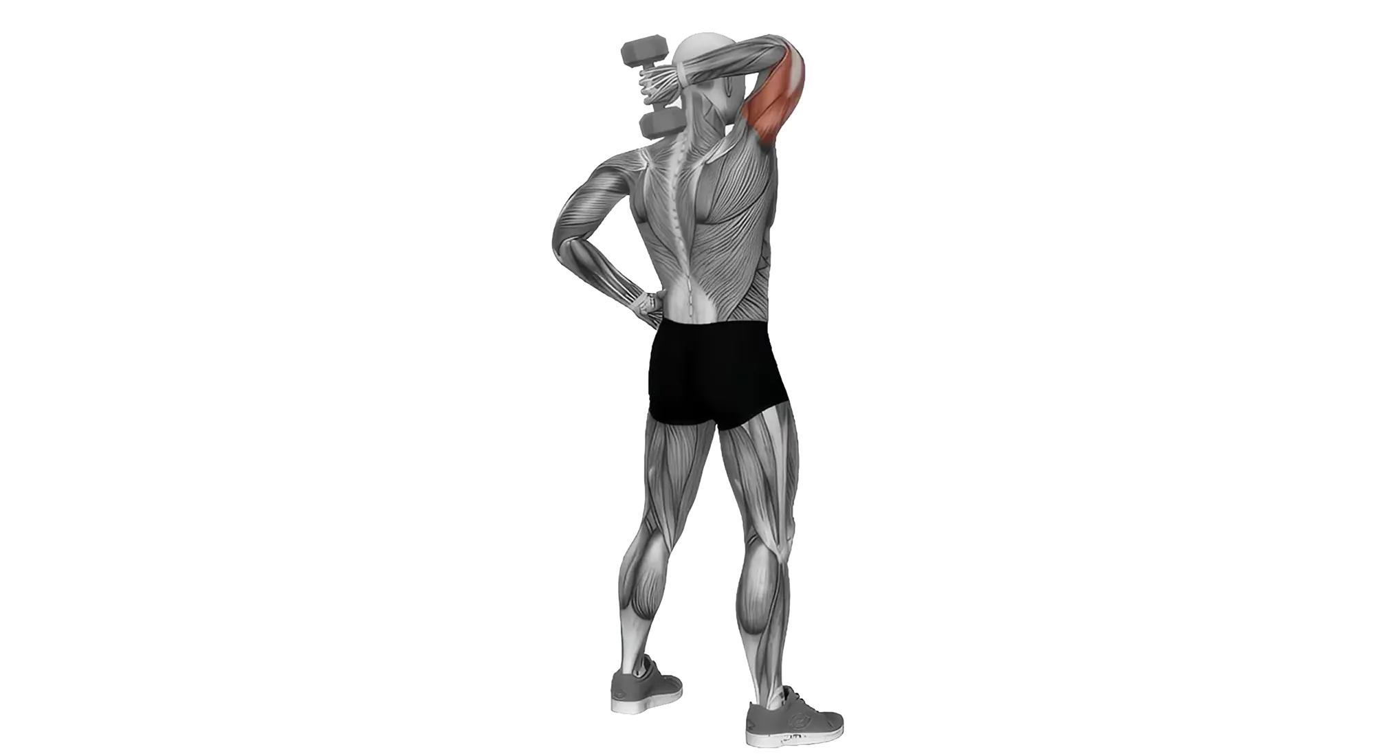 Tricep_03